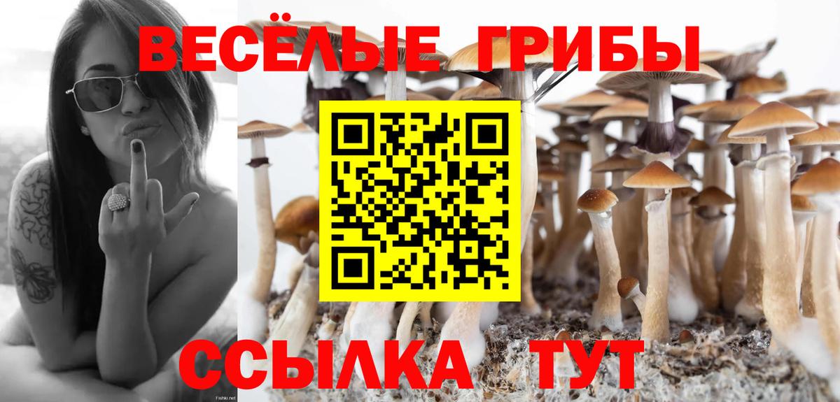 Кинель  наркотики  Вход с VPN  Псилоцибиновые грибы Psilocybe 